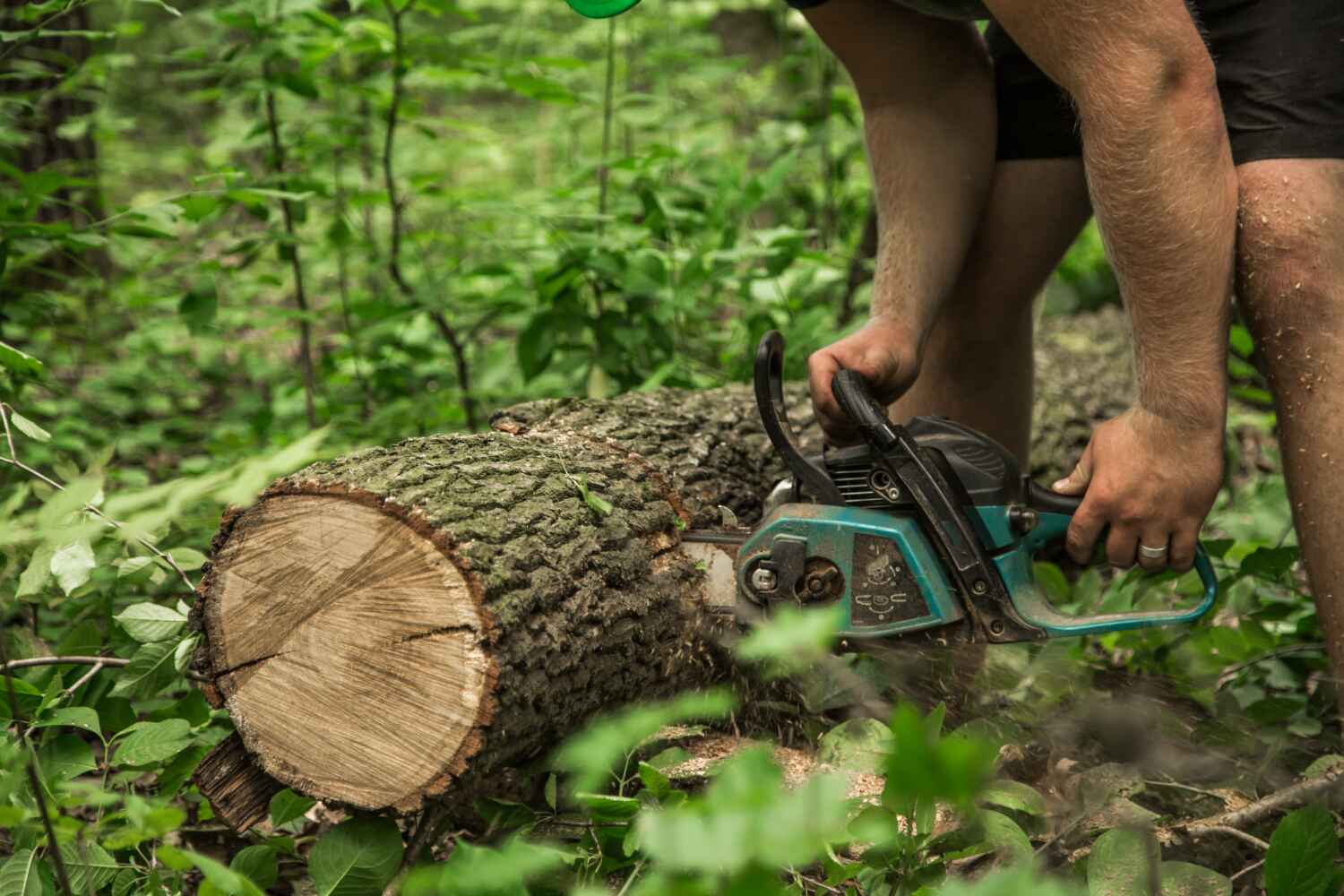 Best Tree Care Services  in USA